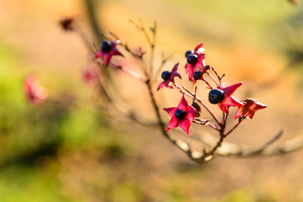 Jardí, detall de vegetació
