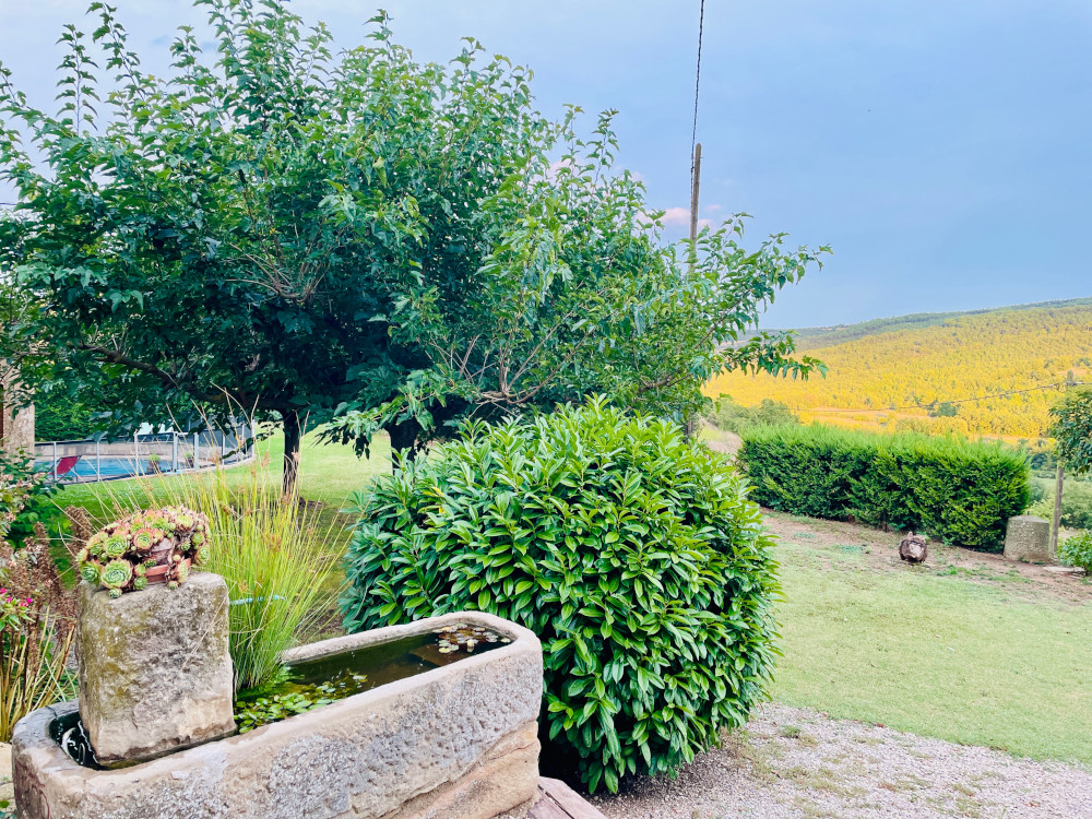 Jardí, font amb plantes aquàtiques